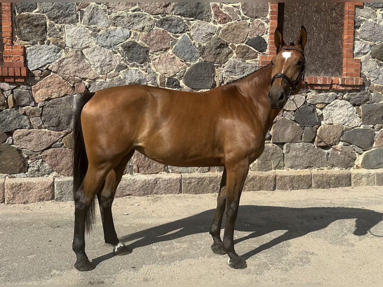 Lettisches Warmblut Stute 5 Jahre 174 cm Rotbrauner in Valmiermuiza