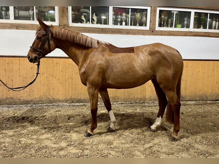 Lettisches Warmblut Stute 5 Jahre Fuchs in Wächtersbach