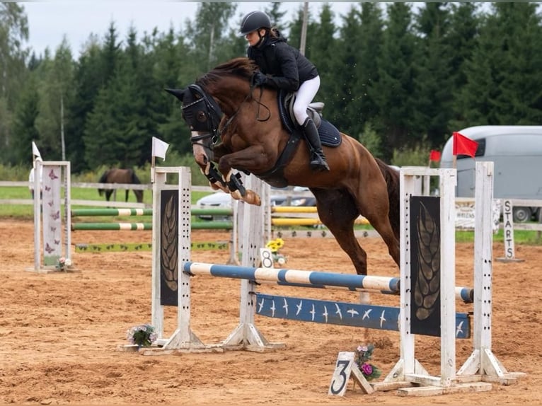 Lettisches Warmblut Stute 6 Jahre 164 cm Dunkelfuchs in Cesvaine