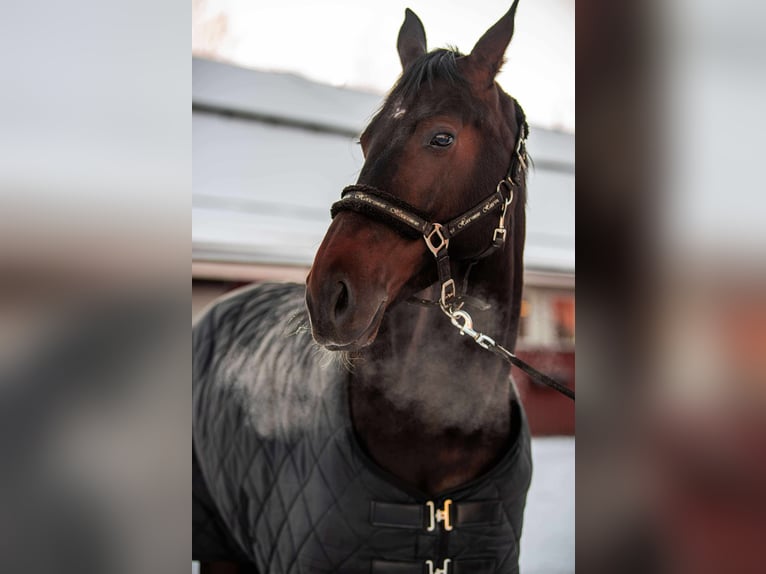 Lettisches Warmblut Stute 6 Jahre 165 cm Dunkelbrauner in Helsinki