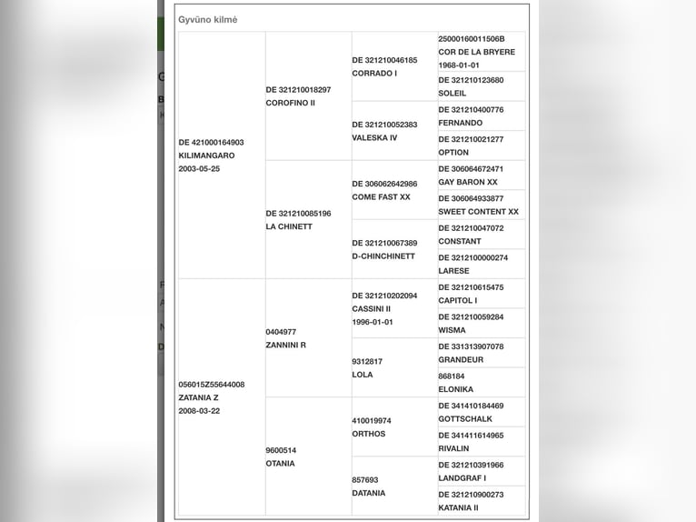 Lettisches Warmblut Stute 6 Jahre 165 cm Rotbrauner in Pakruojis district