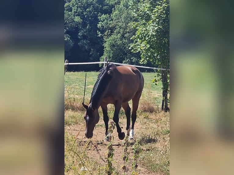 Lettisches Warmblut Stute 6 Jahre 169 cm Brauner in Krümmel