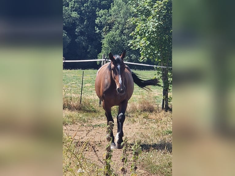Lettisches Warmblut Stute 6 Jahre 169 cm Brauner in Krümmel