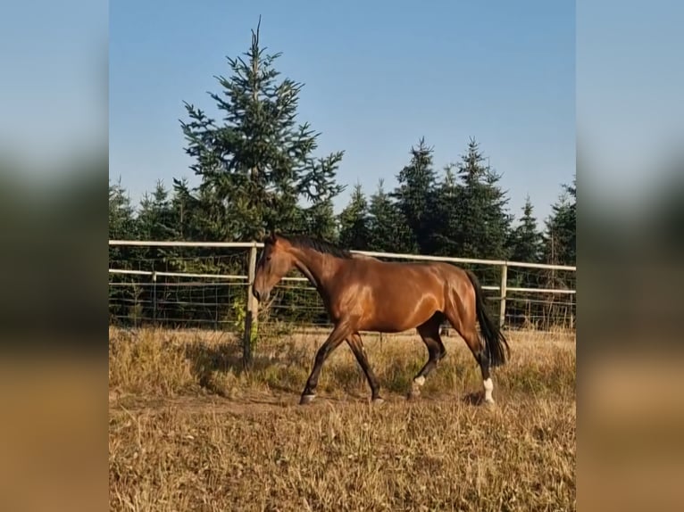 Lettisches Warmblut Stute 6 Jahre 169 cm Brauner in Krümmel