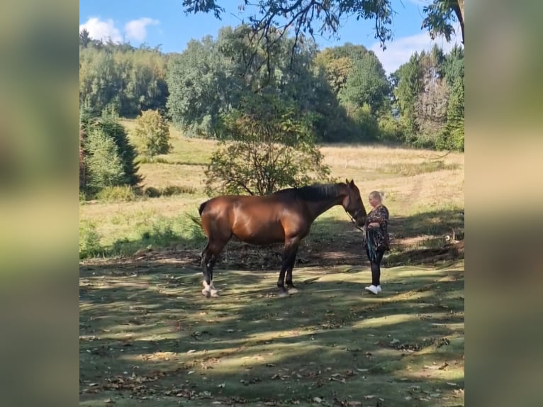 Lettisches Warmblut Stute 6 Jahre 169 cm Brauner in Krümmel