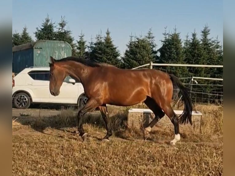 Lettisches Warmblut Stute 6 Jahre 169 cm Brauner in Krümmel