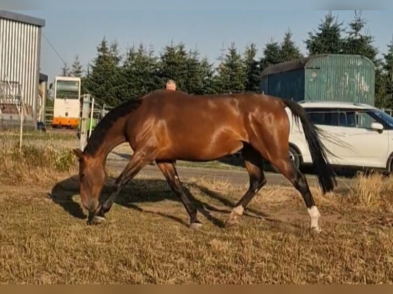 Lettisches Warmblut Stute 6 Jahre 169 cm Brauner in Krümmel