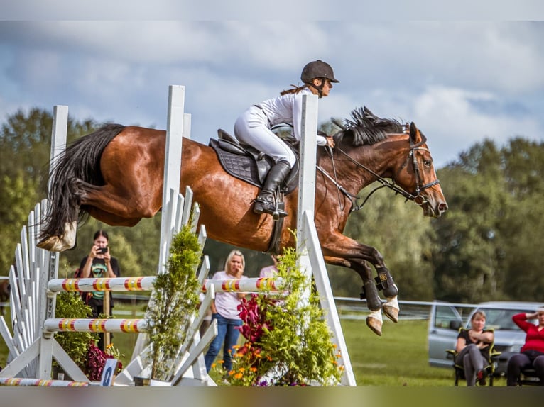 Lettisches Warmblut Stute 6 Jahre 170 cm Rotbrauner in Vāverkrogs