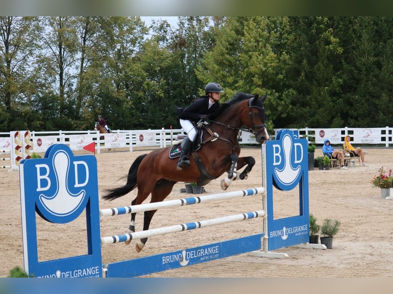 Lettisches Warmblut Stute 6 Jahre 170 cm Rotbrauner in Vāverkrogs