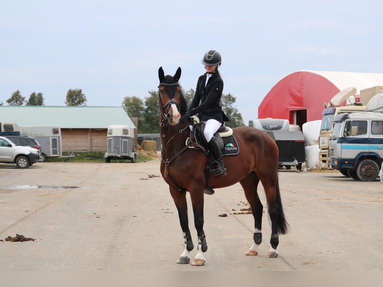 Lettisches Warmblut Stute 6 Jahre 170 cm Rotbrauner in Vāverkrogs