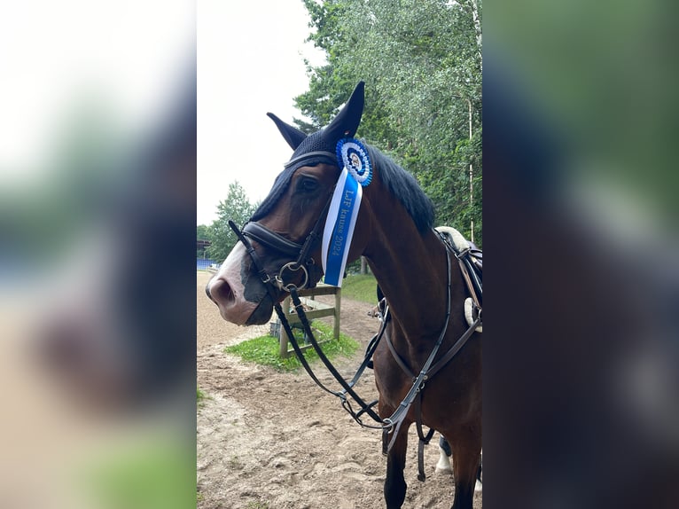 Lettisches Warmblut Stute 6 Jahre 170 cm Rotbrauner in Vāverkrogs