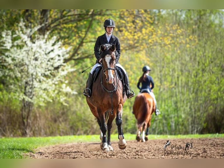 Lettisches Warmblut Stute 6 Jahre 170 cm Rotbrauner in Vāverkrogs