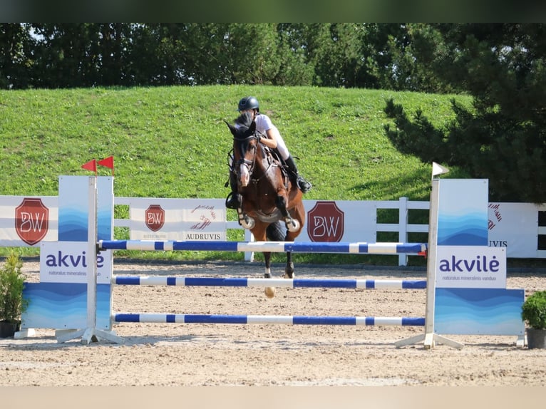 Lettisches Warmblut Stute 6 Jahre 170 cm Rotbrauner in Vāverkrogs