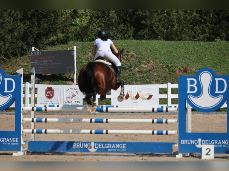 Lettisches Warmblut Stute 6 Jahre 170 cm Rotbrauner in Vāverkrogs