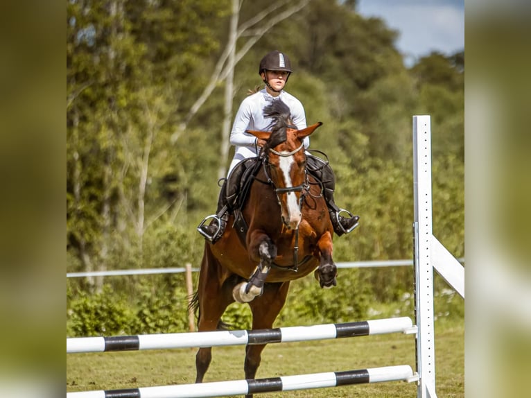 Lettisches Warmblut Stute 6 Jahre 170 cm Rotbrauner in Vāverkrogs