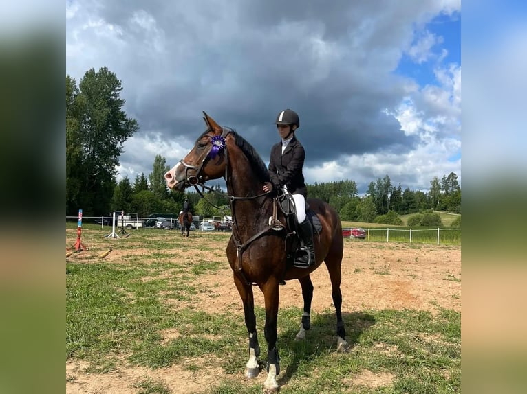 Lettisches Warmblut Stute 6 Jahre 170 cm Rotbrauner in Vāverkrogs