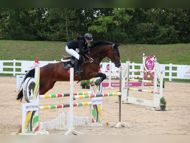 Lettisches Warmblut Stute 6 Jahre 170 cm Rotbrauner in Vāverkrogs