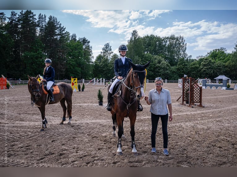 Lettisches Warmblut Stute 6 Jahre 170 cm Rotbrauner in Vāverkrogs