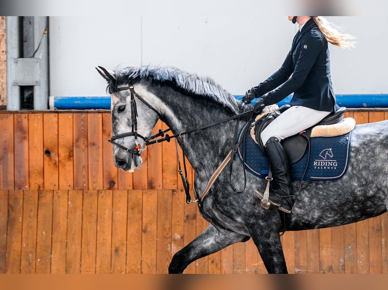Lettisches Warmblut Stute 6 Jahre 171 cm Schimmel in Jaworze
