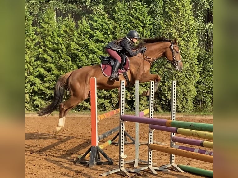 Lettisches Warmblut Stute 6 Jahre Dunkelfuchs in Vāverkrogs