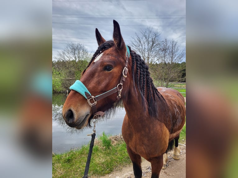 Lettisches Warmblut Stute 7 Jahre 156 cm Brauner in Zeitlarn