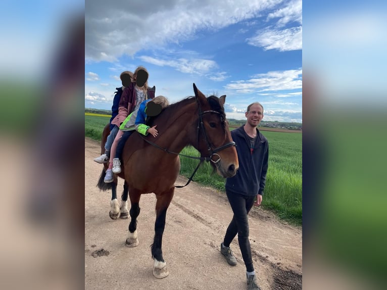 Lettisches Warmblut Stute 7 Jahre 156 cm Brauner in Zeitlarn