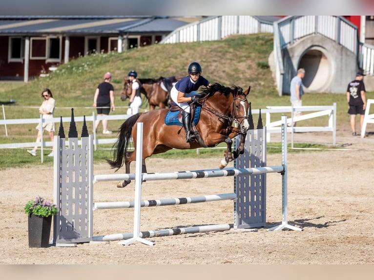 Lettisches Warmblut Stute 7 Jahre 164 cm Rotbrauner in Klaipeda