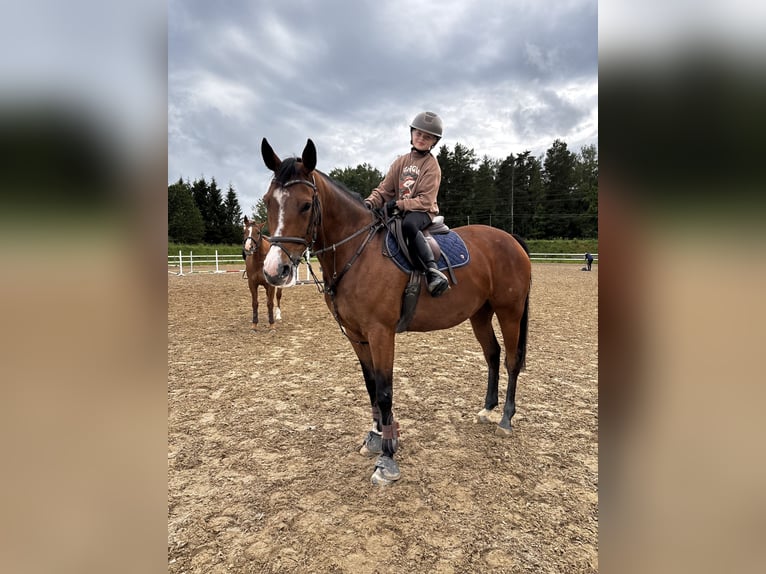 Lettisches Warmblut Stute 7 Jahre 164 cm Rotbrauner in Klaipeda