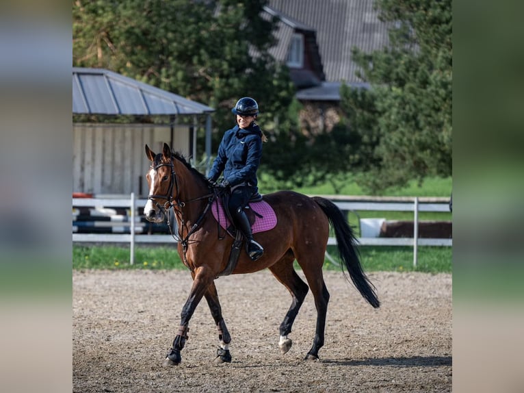 Lettisches Warmblut Stute 7 Jahre 164 cm Rotbrauner in Klaipeda