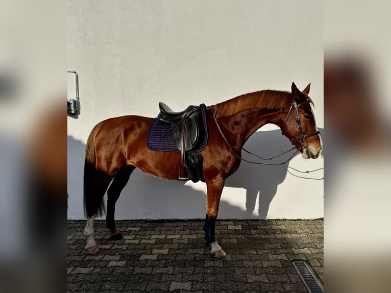 Lettisches Warmblut Stute 7 Jahre 165 cm Fuchs in Egelsbach