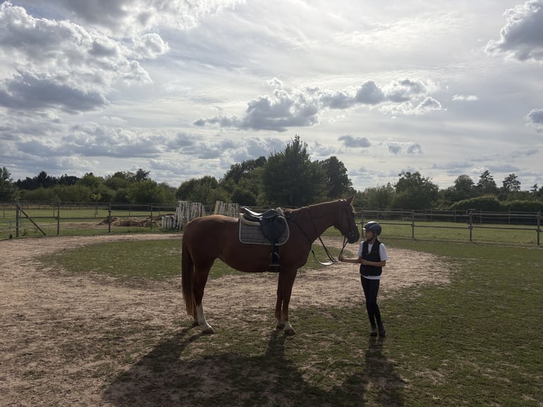 Lettisches Warmblut Stute 7 Jahre 165 cm Fuchs in Egelsbach