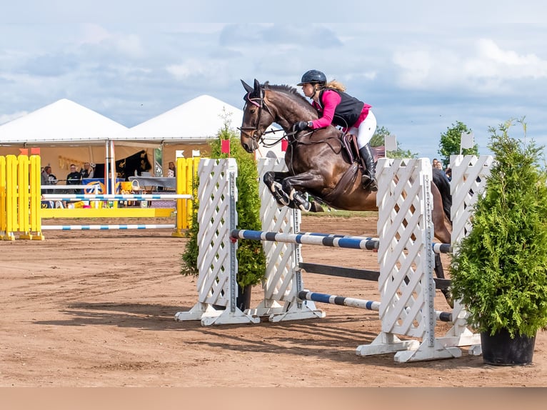 Lettisches Warmblut Stute 7 Jahre 167 cm Dunkelbrauner in Blankenfelde