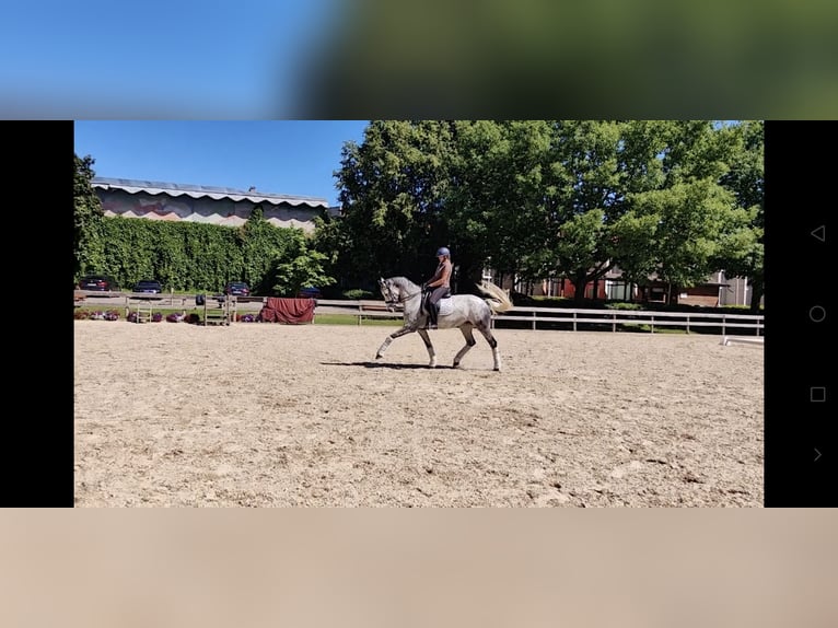 Lettisches Warmblut Mix Stute 7 Jahre 168 cm Blauschimmel in Riga