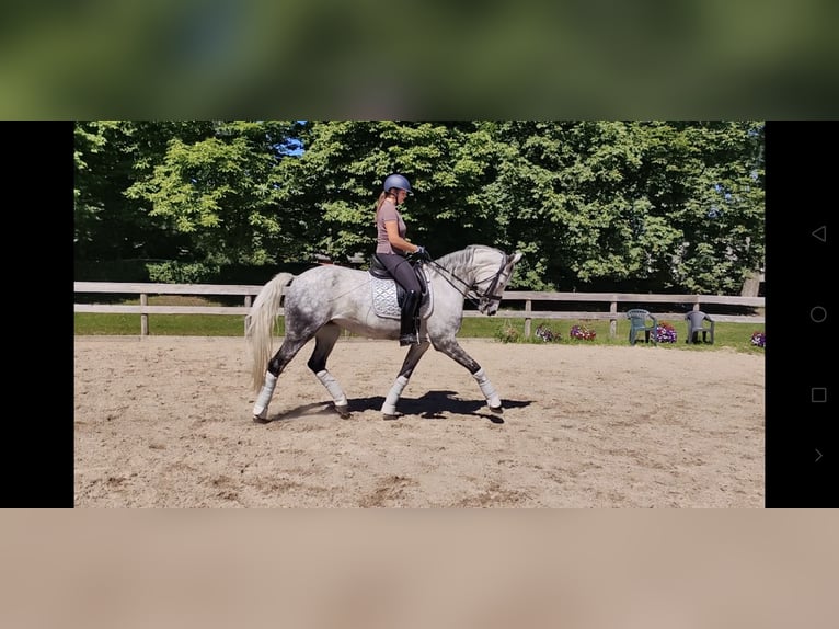 Lettisches Warmblut Mix Stute 7 Jahre 168 cm Blauschimmel in Riga