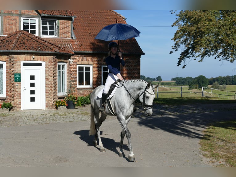 Lettisches Warmblut Stute 7 Jahre 169 cm Schimmel in Ganschow