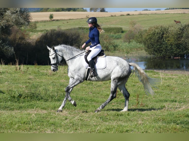 Lettisches Warmblut Stute 7 Jahre 169 cm Schimmel in Ganschow