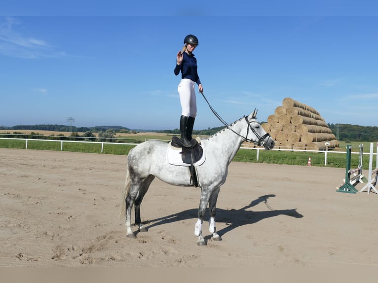 Lettisches Warmblut Stute 7 Jahre 169 cm Schimmel in Ganschow