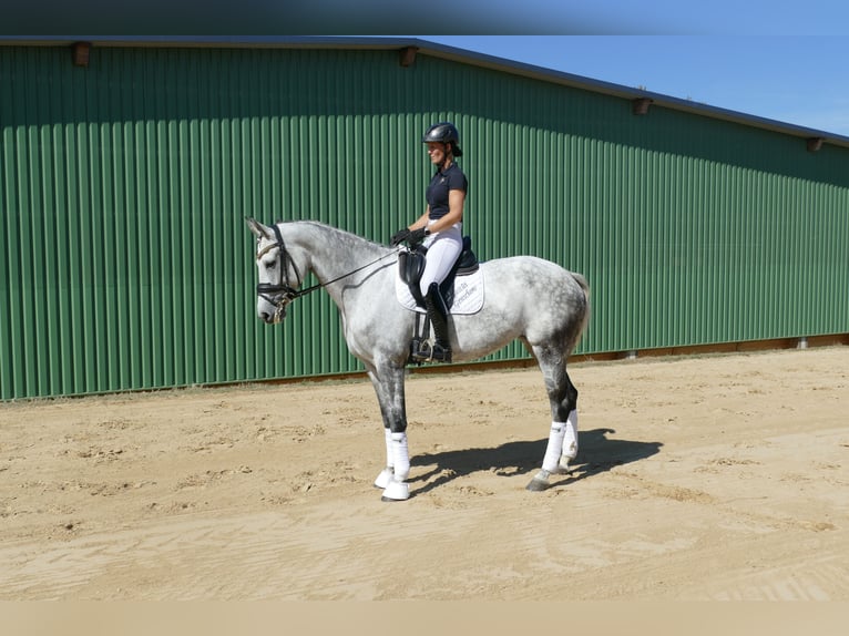 Lettisches Warmblut Stute 7 Jahre 169 cm Schimmel in Ganschow