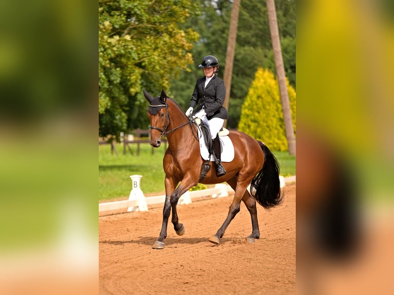 Lettisches Warmblut Stute 7 Jahre 170 cm Rotbrauner in Talsi