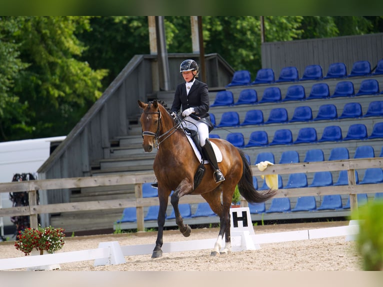 Lettisches Warmblut Stute 7 Jahre 176 cm Dunkelbrauner in Babite