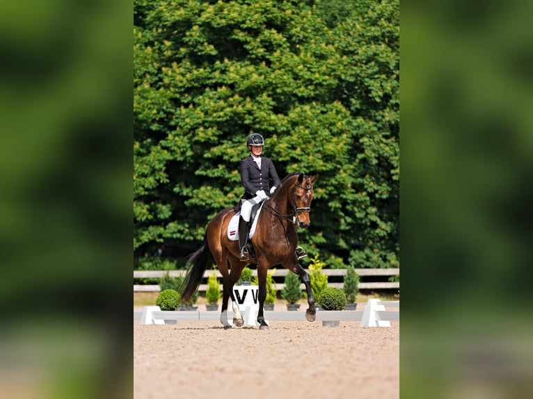 Lettisches Warmblut Stute 7 Jahre 176 cm Dunkelbrauner in Babite