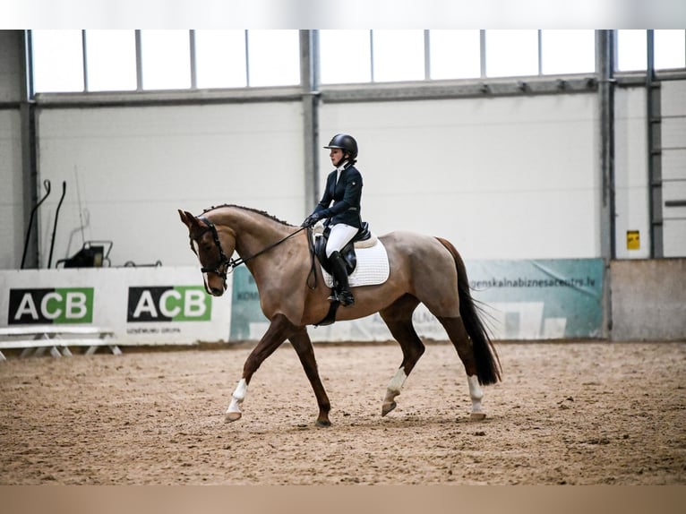 Lettisches Warmblut Stute 7 Jahre Dunkelfuchs in Ropa&#x17E;i