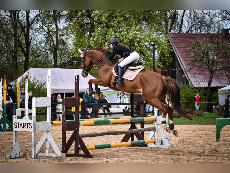Lettisches Warmblut Stute 7 Jahre Dunkelfuchs in Ropa&#x17E;i