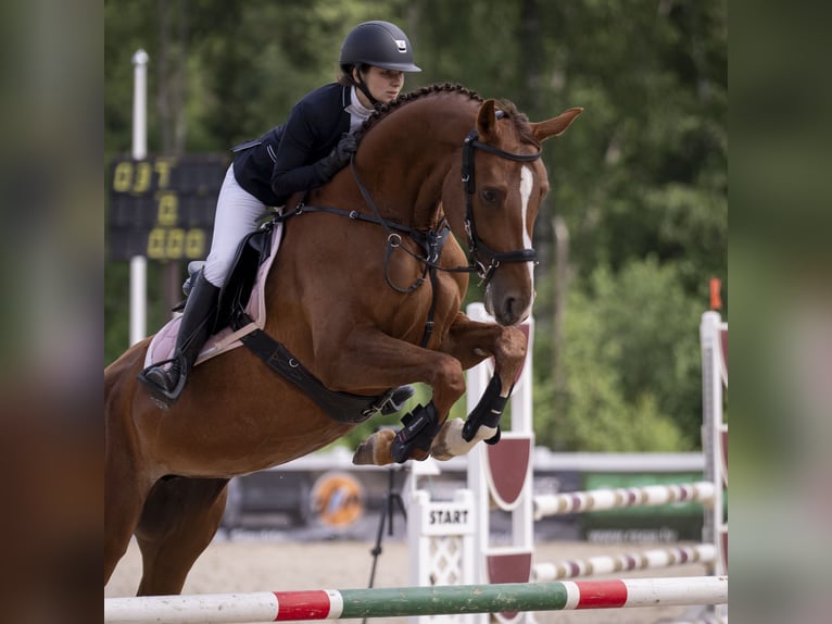 Lettisches Warmblut Stute 7 Jahre Dunkelfuchs in Ropa&#x17E;i