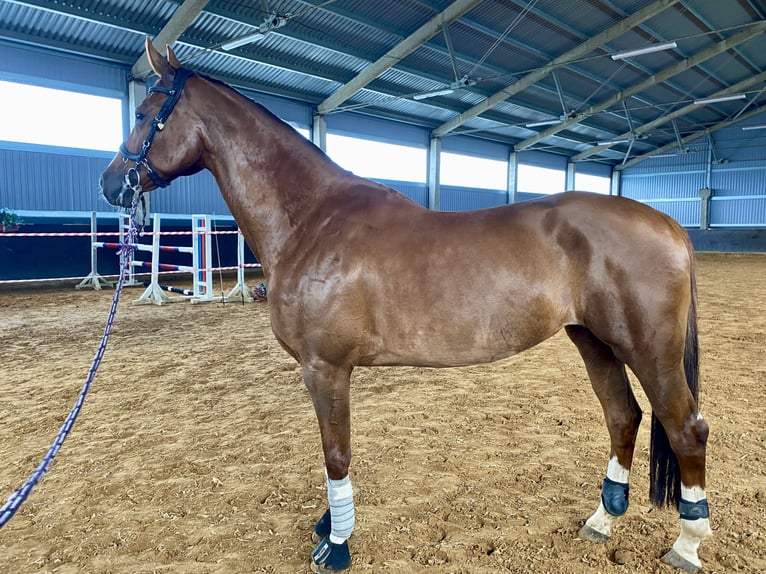 Lettisches Warmblut Stute 7 Jahre Dunkelfuchs in Ropa&#x17E;i