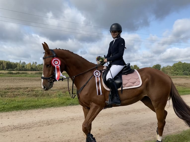 Lettisches Warmblut Stute 7 Jahre Dunkelfuchs in Ropa&#x17E;i