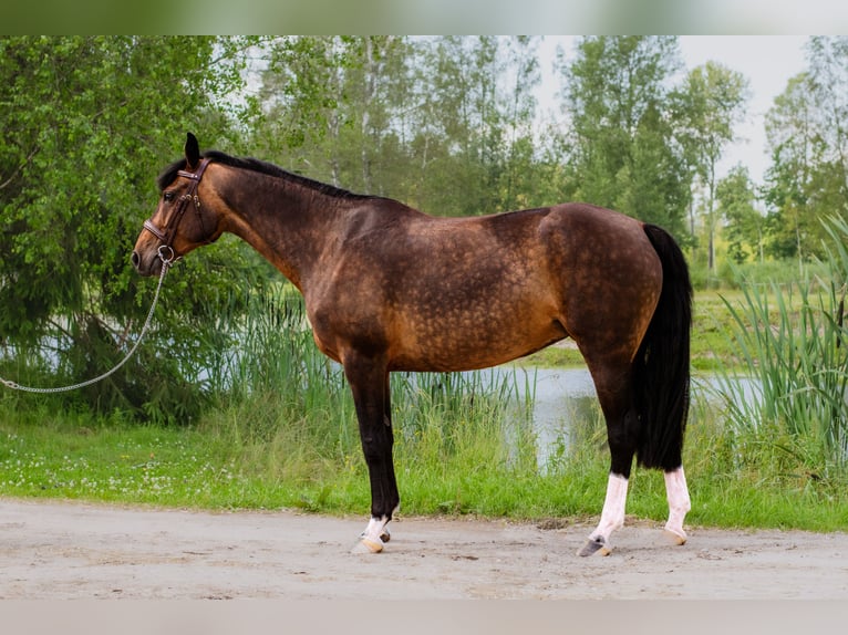 Lettisches Warmblut Stute 8 Jahre 163 cm Rotbrauner in Sigulda