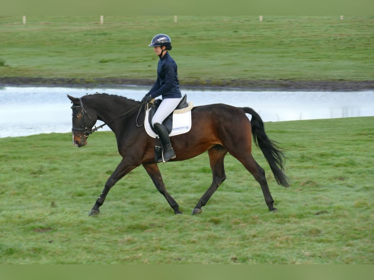 Lettisches Warmblut Stute 8 Jahre 165 cm Dunkelbrauner in Ganschow