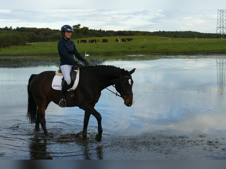 Lettisches Warmblut Stute 8 Jahre 165 cm Dunkelbrauner in Ganschow