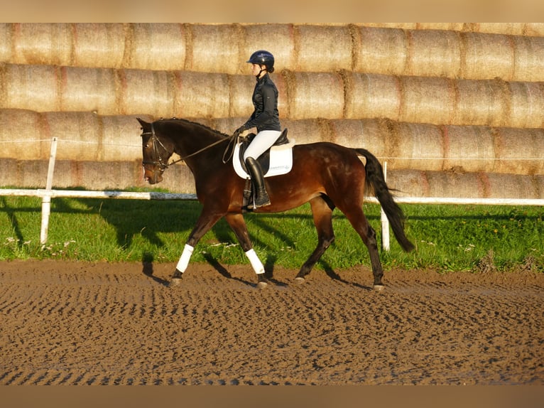 Lettisches Warmblut Stute 8 Jahre 165 cm Dunkelbrauner in Ganschow